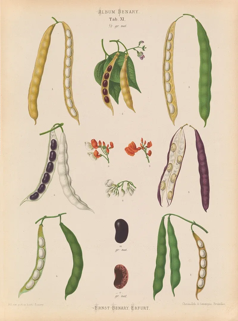 A botanical drawing of kidney beans.