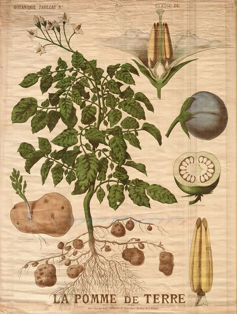 A botanical illusatration of a potato plant